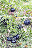 Black Beauty' tomato