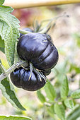 Black Beauty' tomato
