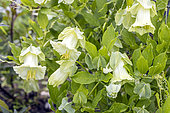 Cup-and-saucer vine, Cobaea scandens, flowers