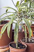 Dracaena fragrans 'Massangeana', potted