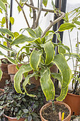 Dracaena fragrans 'Dorado', potted