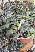 Red ivy, Hemigraphis alternata 'Exotica', in pot