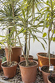 Dracaena deremensis 'Yellow Stripe', in pots