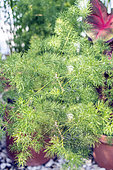 Common asparagus fern, Asparagus plumosus, en pot