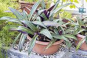 Rhoeo spathacea, Tradescantia spathacea, in pot