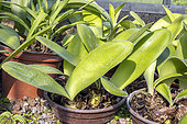 White paintbrush, Haemanthus albiflos, in pot