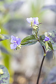 Spotted Widow's Tears, Tinantia pringlei, flowers