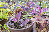 Silver inch plant, Tradescantia zebrina, in pot