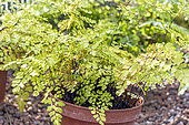 Maidenhair Fern, Adiantum capillus-veneris, in pot