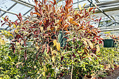 Lipstick Plant, Aeschynanthus marmoratus, in pot