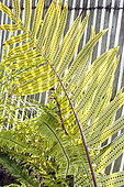 Fern, Phlebodium pseudoaureum, leaves