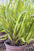 Tuber ladder fern, Nephrolepis cordifolia, in pot