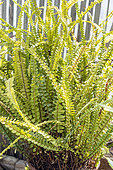 Fern, Nephrolepis cordifolia 'Duffii', in pot