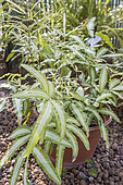 Fern, Pteris cretica 'Albolineata', in pot