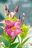 Shining mandevilla, Mandevilla splendens, flowers