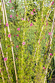 Cypress vine, Ipomoea quamoclit, in bloom