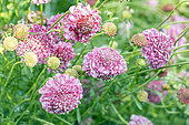 Sweet Scabious, Scabiosa atropurpurea 'Qis Salmon Rose', flowers