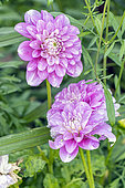 Dahlia 'Meva', flowers