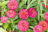 Zinnia elegans 'Dreamland Red', flowers
