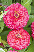 Zinnia elegans 'Dreamland Red', flowers