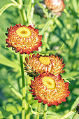 Strawflower, Helichrysum bracteata 'Mixed Melange', flowers