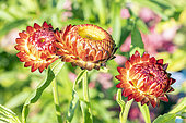 Strawflower, Helichrysum bracteata 'Mixed Melange', flowers