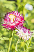 Strawflower, Helichrysum bracteata 'Mixed Melange', flowers