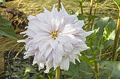 Dahlia 'Who Me', Breeder: Swan Island Dalias (USA) 2017, flower