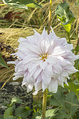 Dahlia 'Who Me', Breeder: Swan Island Dalias (USA) 2017, flower