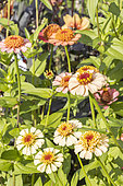 Zinnia elegans 'Zinderella Peach', flowers