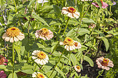Zinnia elegans 'Zinderella Peach', flowers