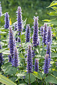 Licorice Mint, Agastache foeniculum 'Anisata', flowers