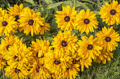 Gloriosa Daisy 'Goldilocks', Rudbeckia hirta 'Goldilocks', flowers