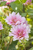 Dahlia 'Organza', Breeder : Turc (FRA) 2012, flowers