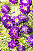 China Aster 'Bonita, Callistephus chinensis 'Bonita', flowers