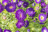 China Aster 'Bonita, Callistephus chinensis 'Bonita', flowers