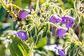 Widow's Tears, Tinantia erecta, flowers
