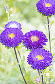 China Aster 'Matsumoto', Callistephus chinensis 'Matsumoto', flowers