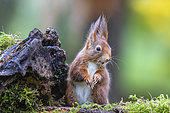 Red squirrel (Sciurus vulgaris) sitting near an old stump of dead wood in winter, Country garden, Lorraine, France