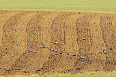 Common crane (Grus grus) Flight of a group over a cultivated field in winter in search of food, Lorraine countryside near Toul, France