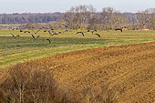 Common crane (Grus grus) Flight of a group over a cultivated field in winter in search of food, Lorraine countryside near Toul, France