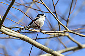 Long-tailed tit (Aegithalos caudatus) on a shrub in winter, Lorraine countryside near Nancy, France