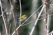 Firecrest (Regulus ignicapilla) in a shrub in late winter, Nancy urban park, Lorraine, France