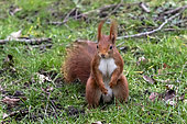 Red squirrel (Sciurus vulgaris) standing on its hind legs facing the ground on grass in winter, Country garden, Lorraine, France