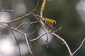 Triple-banded kinglet (Regulus ignicapilla) singing in a shrub in late winter, Nancy urban park, Lorraine, France