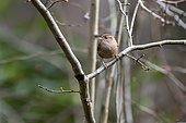 Wren (Troglodytes troglodytes) on a branch in bushes in late winter, Parc urbain Nancy, Lorraine, France