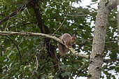 Red squirrel (Sciurus vulgaris) walking on a branch in a tree with a nut in winter, Country garden, Lorraine, France