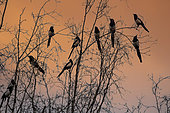 Chattering magpie (Pica pica), Group of magpies sitting atop a birch tree in the evening in late winter, Country garden, Lorraine, France