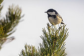 Black tit (Periparus ater) at the top of a black pine in late winter, Vosges countryside near Gérardmer, France
