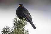 Blackbird (Turdus merula) at the top of a black pine in late winter, Vosges countryside near Gérardmer, France